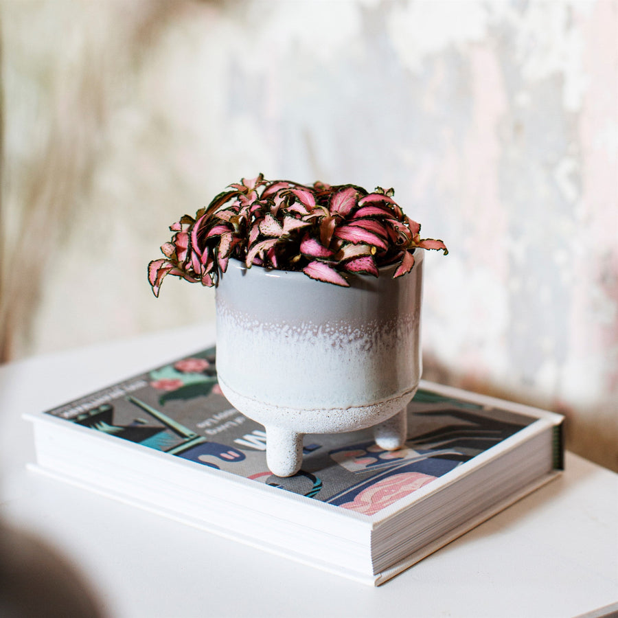 Glazed Ombre Planter in Grey